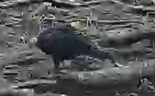 Turkey Vulture