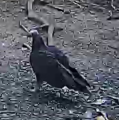 Turkey Vulture