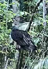 King Vulture