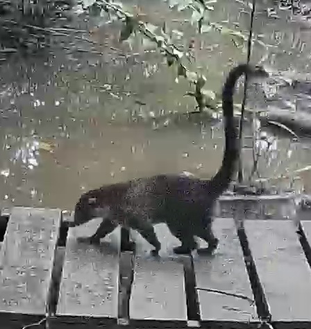 South American coati