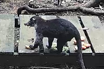 White-nosed coati