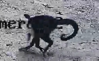 White-headed Capuchin