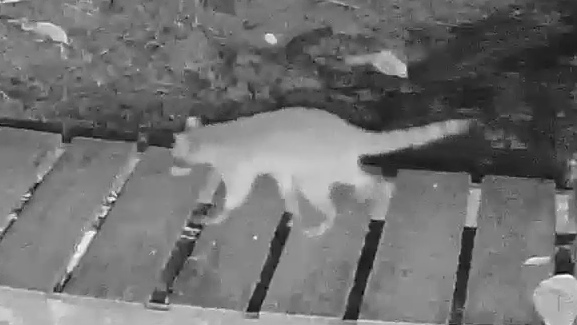Crab-eating raccoon