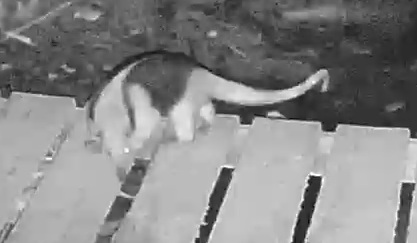 Northern Tamandua