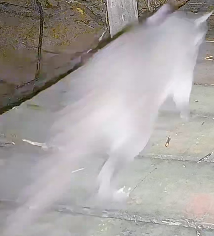 Crab-eating raccoon