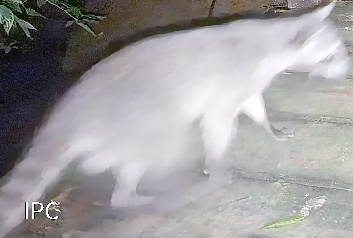 Crab-eating raccoon