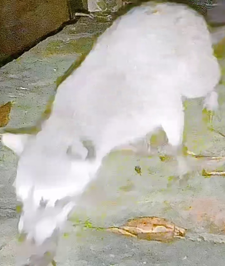Crab-eating raccoon
