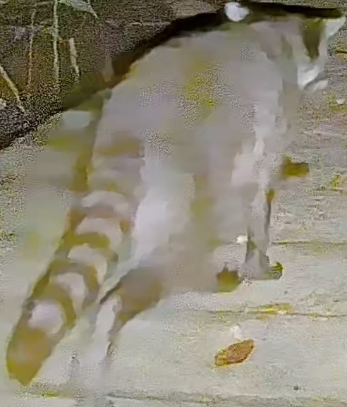 Crab-eating raccoon