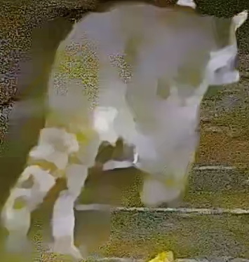 Crab-eating Raccoon