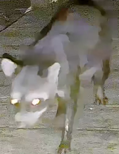 Crab-eating raccoon