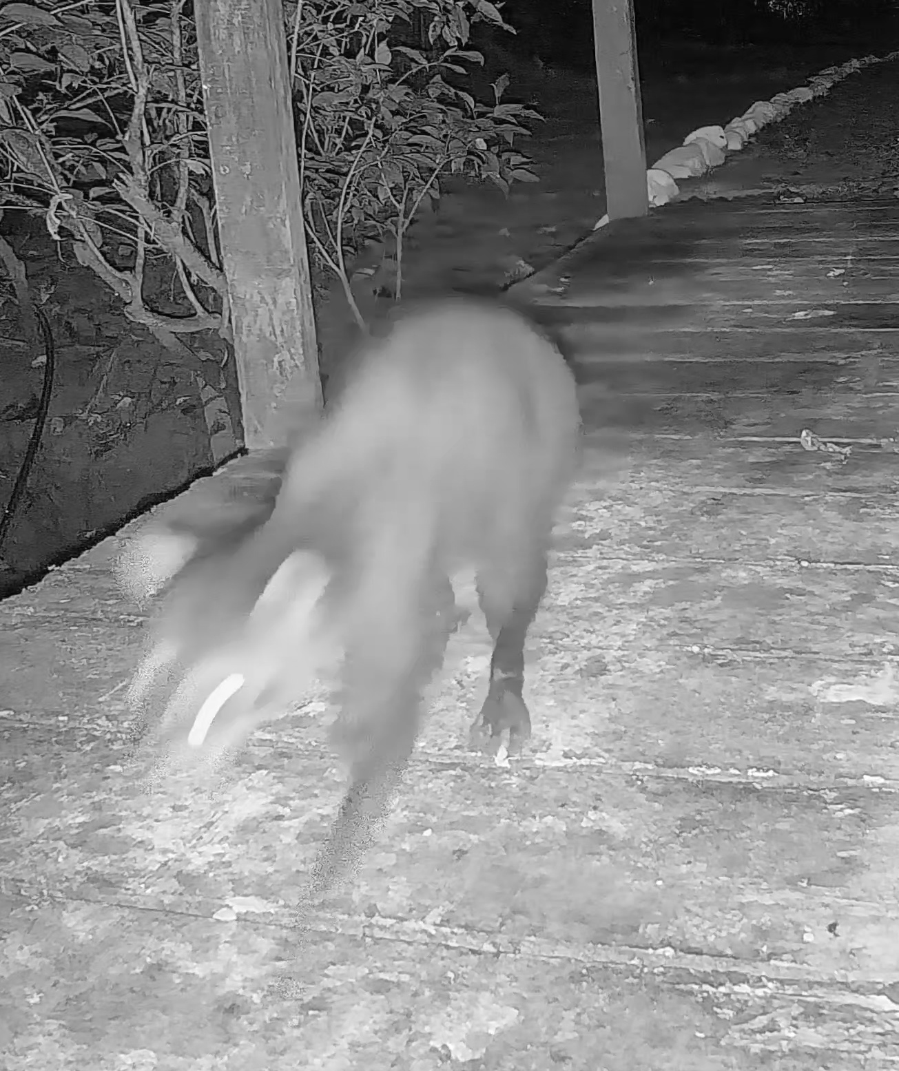 Common Raccoon