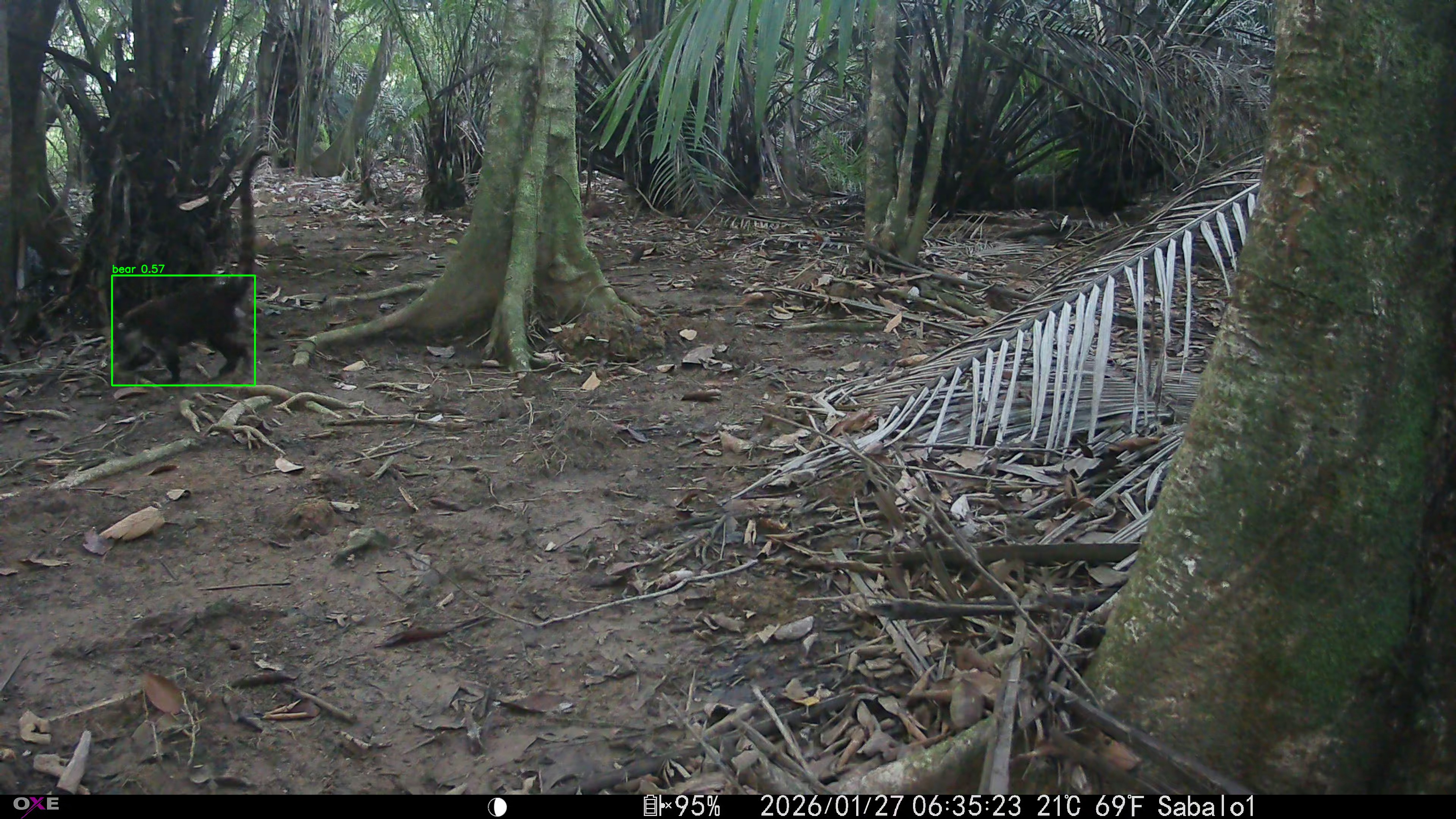 White-nosed coati
