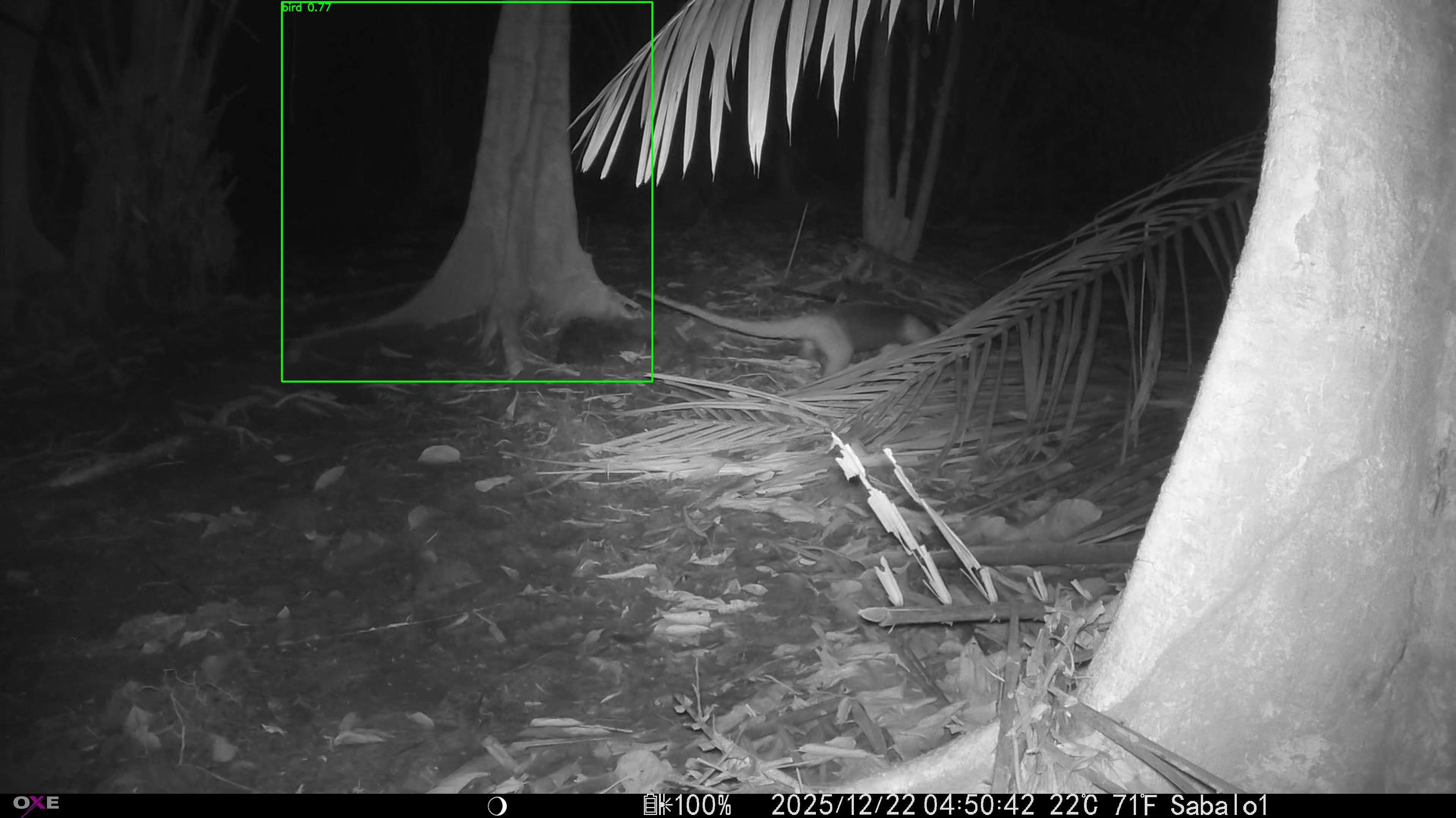 Northern tamandua