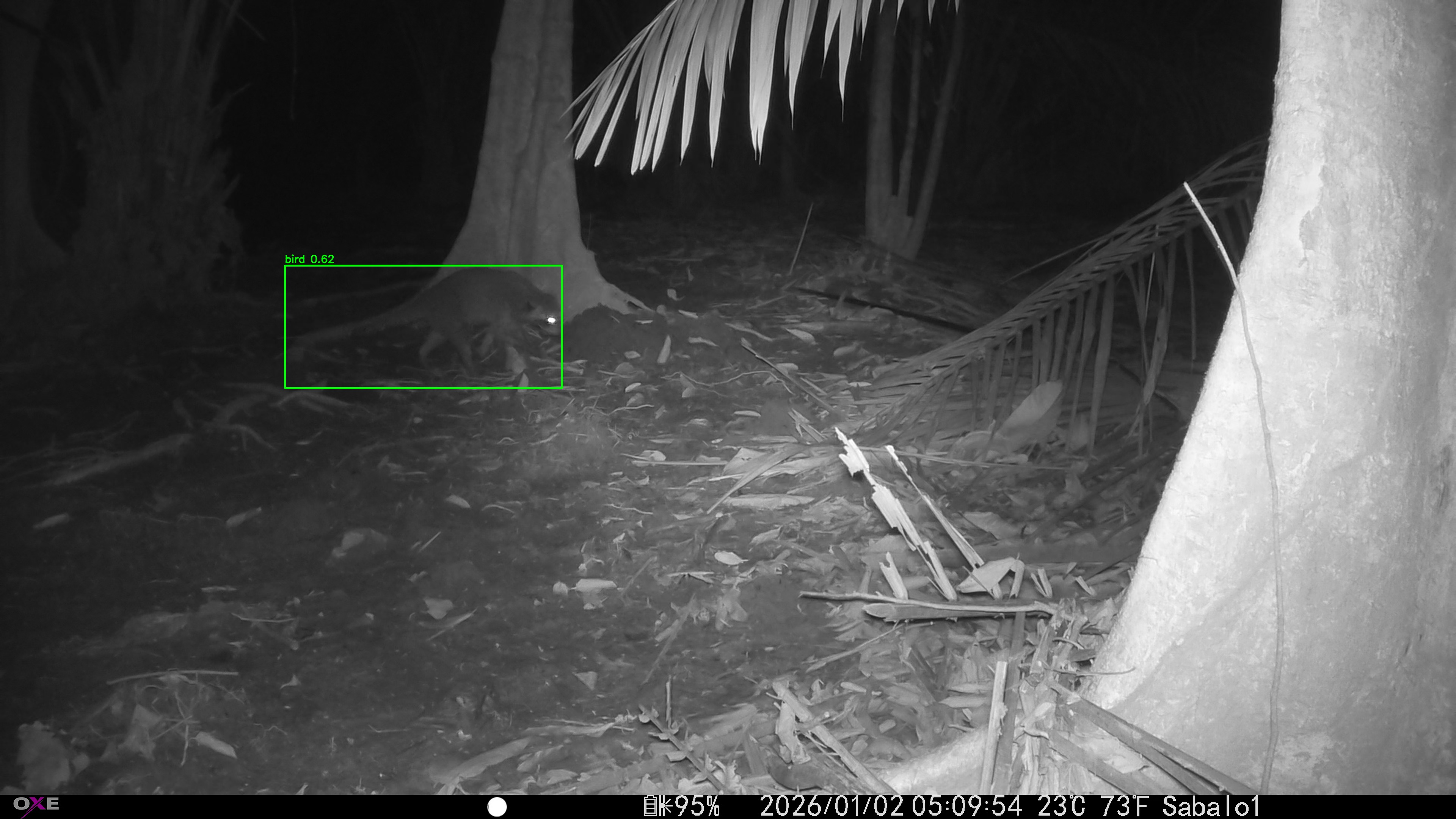 Common Raccoon