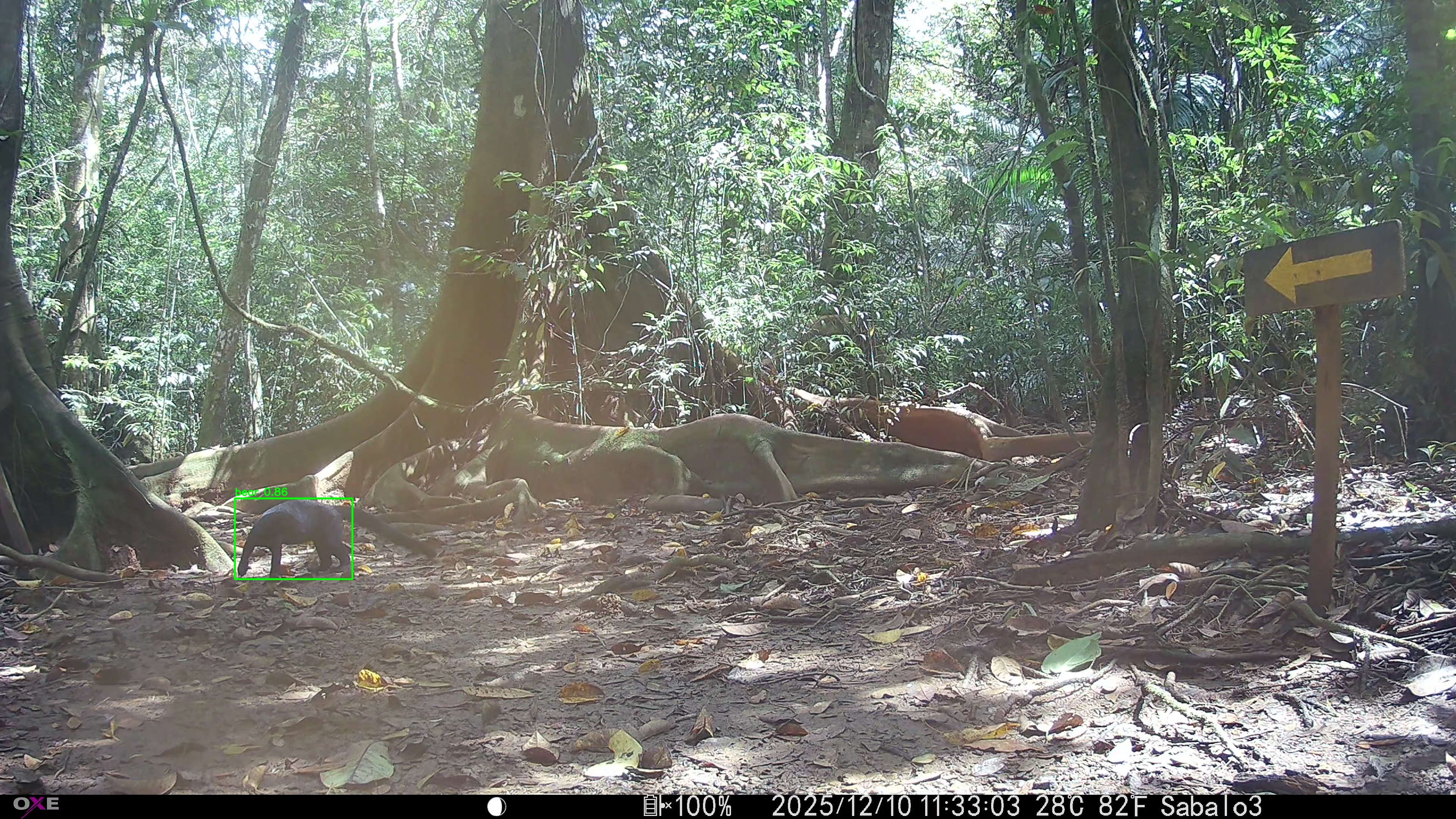 tayra