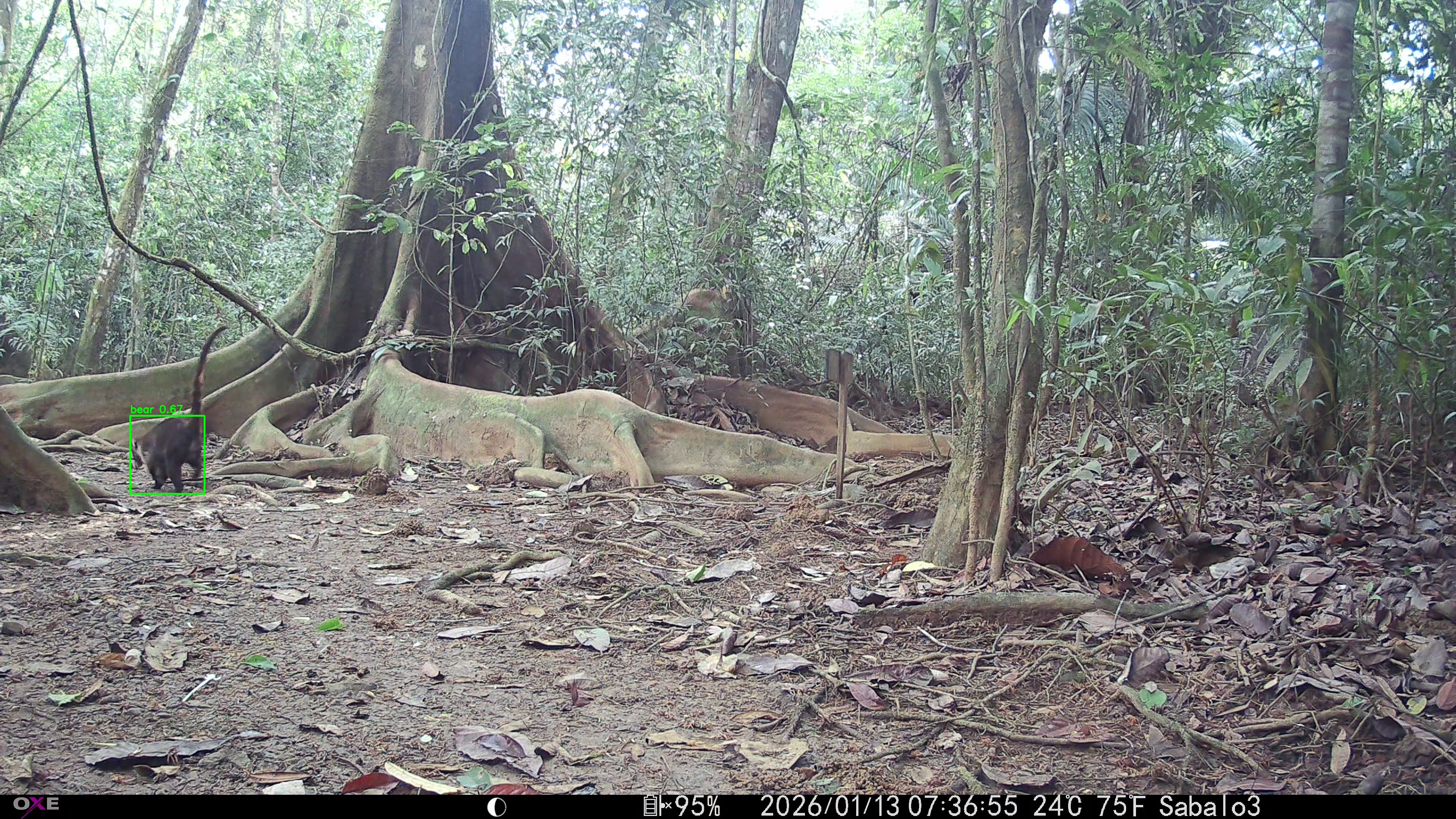White-nosed coati