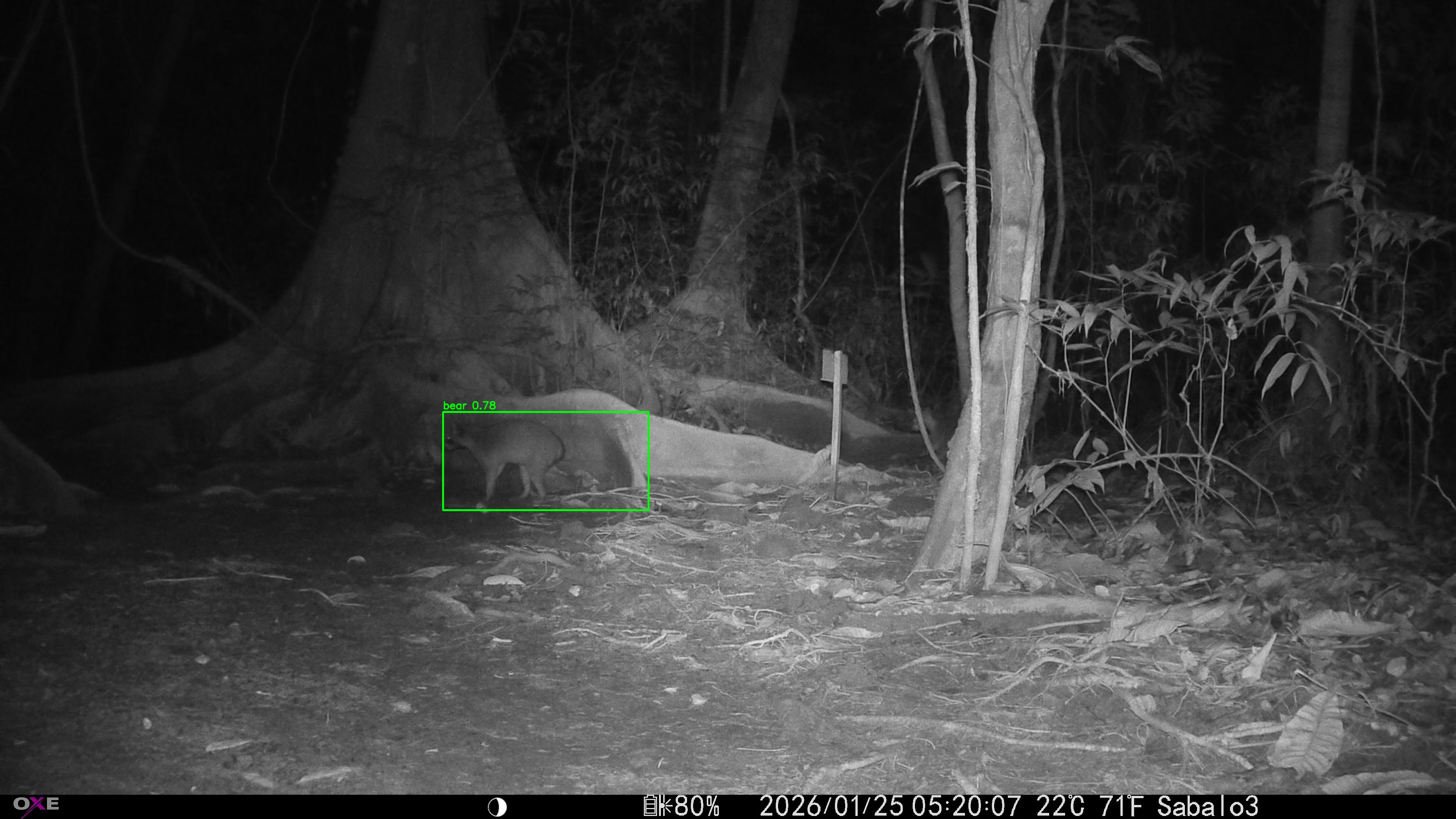Common Raccoon
