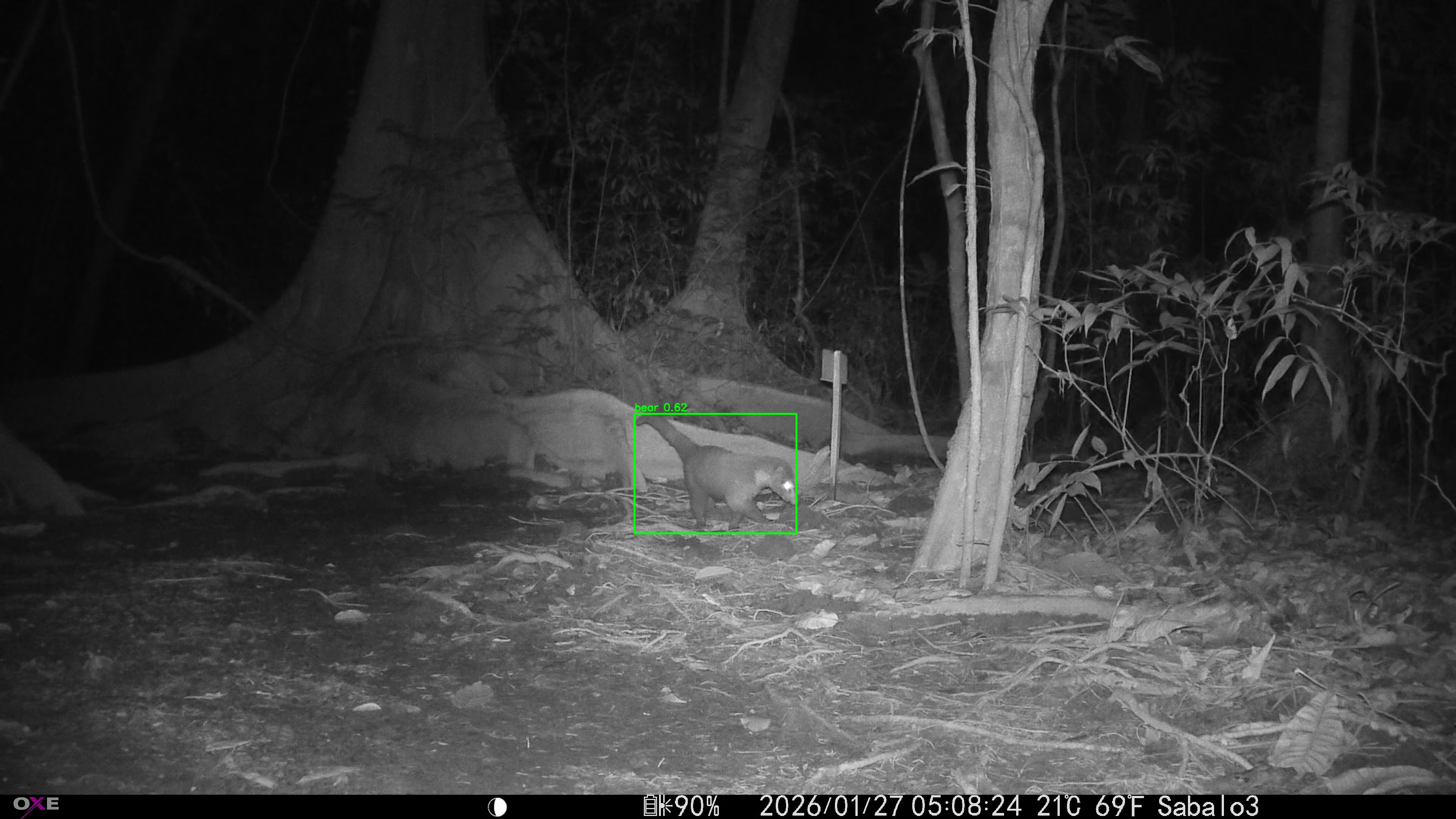 White-nosed coati