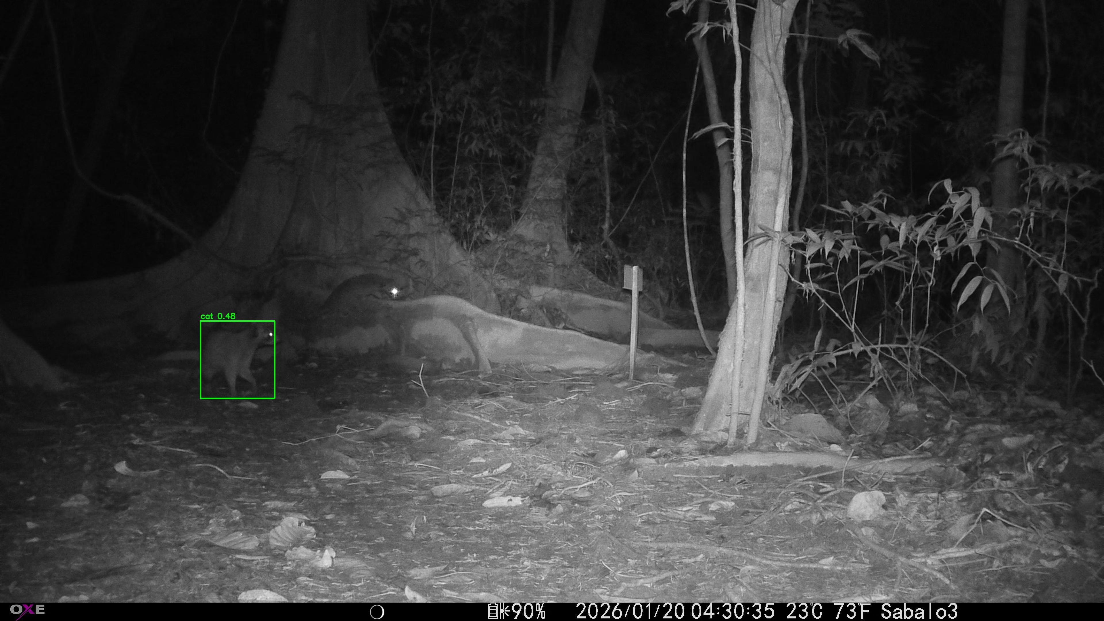 Common Raccoon