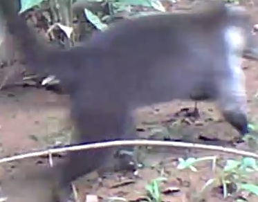 White-nosed coati