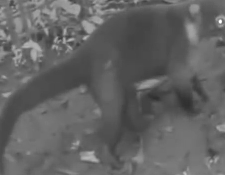 Tayra