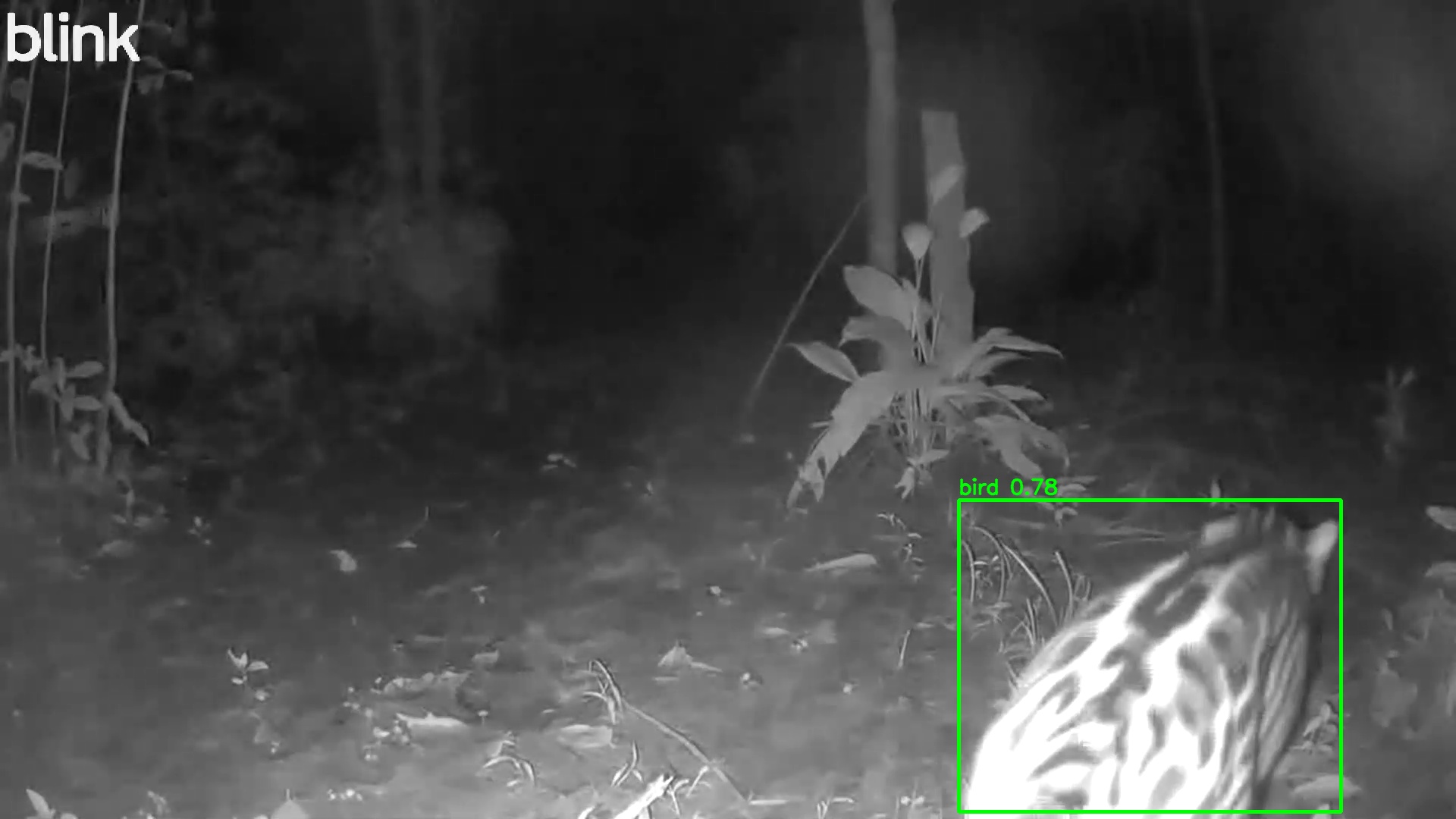 Ocelot