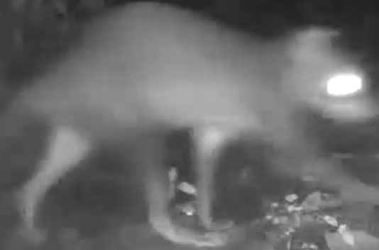 Crab-eating raccoon
