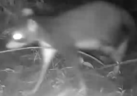 Common Raccoon