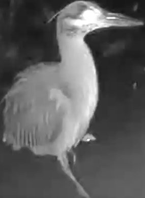 Yellow-crowned night heron