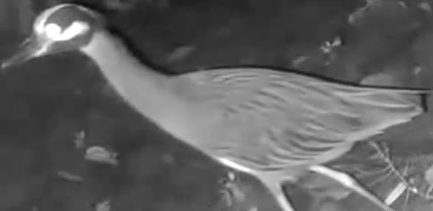 Yellow-crowned Night Heron