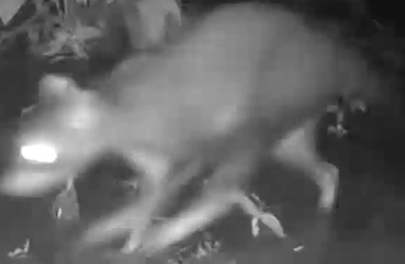 Northern Raccoon