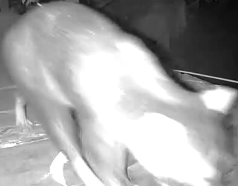 Crab-eating raccoon