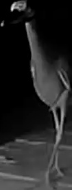 Yellow-crowned night heron