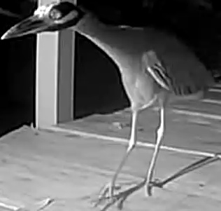 Yellow-crowned Night-Heron