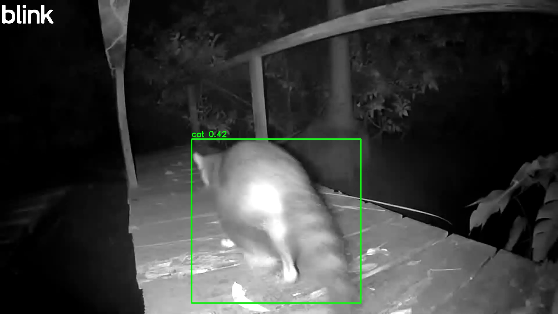Raccoon