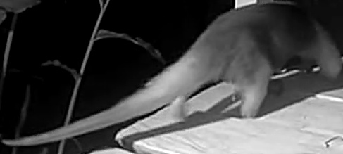 Southern tamandua