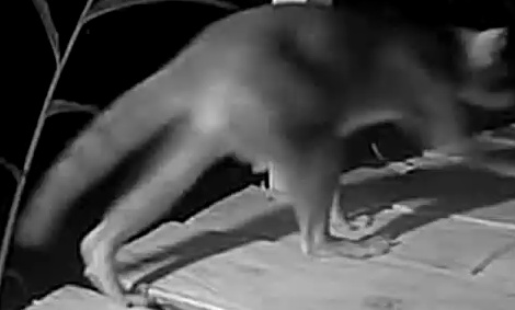 Crab-eating raccoon