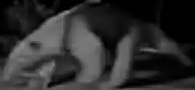 Southern tamandua