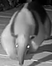 Northern tamandua