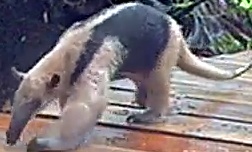Northern tamandua