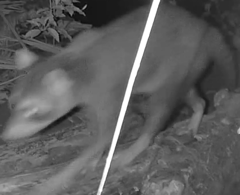 Common Raccoon