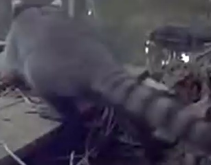 Crab-eating raccoon