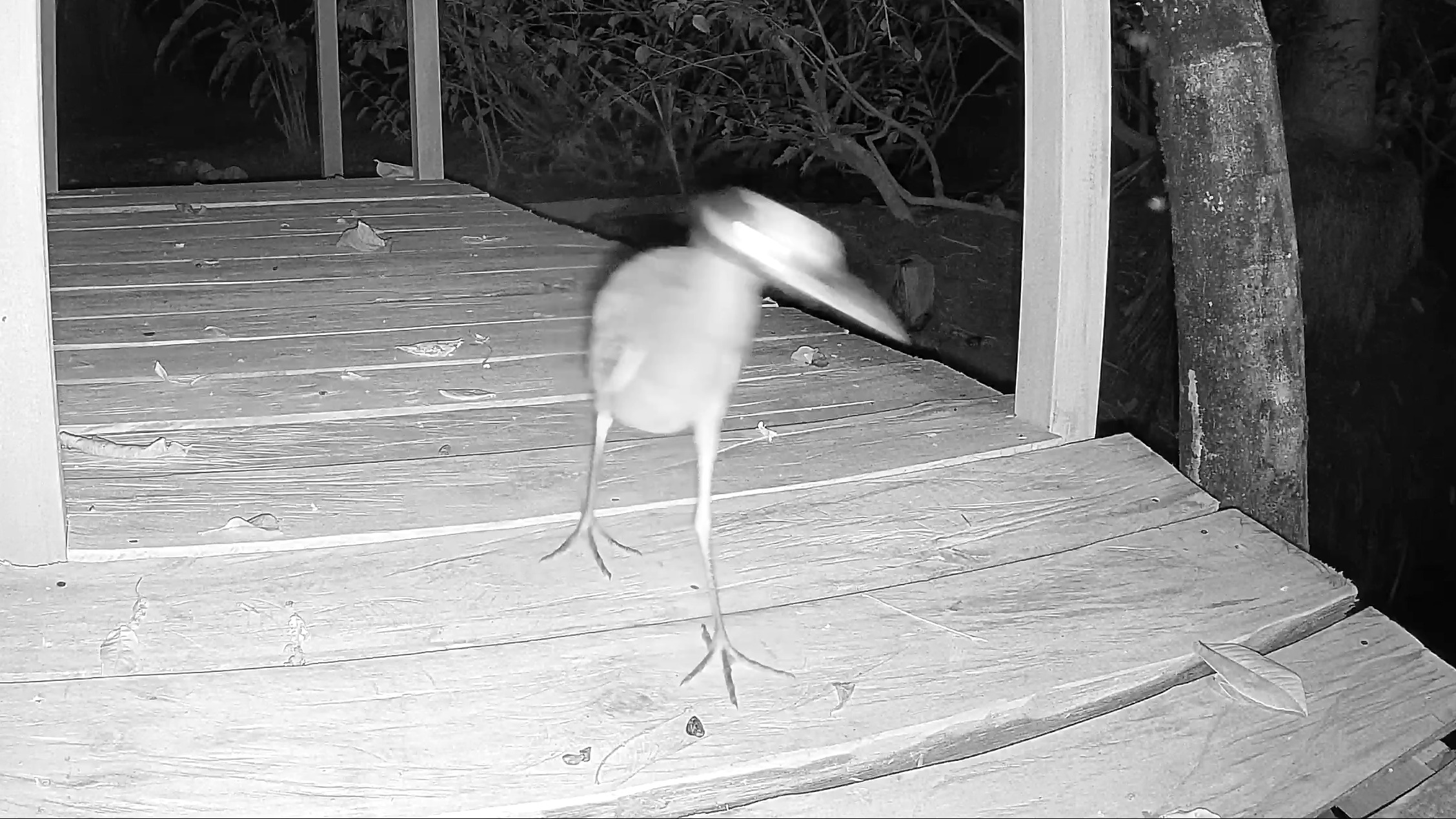 Wildlife recorded at El Bosque Bridge