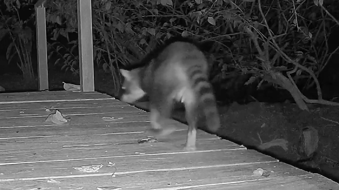Wildlife recorded at El Bosque Bridge