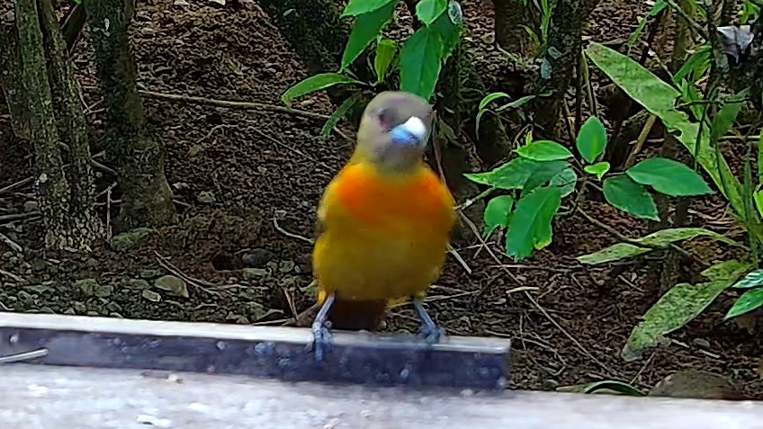 Wildlife recorded at Krmítko