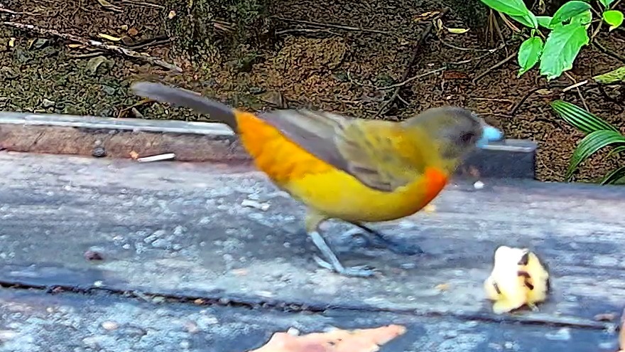 Wildlife recorded at Krmítko