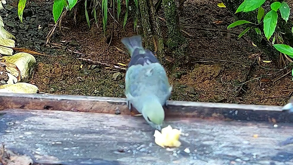 Wildlife recorded at Krmítko