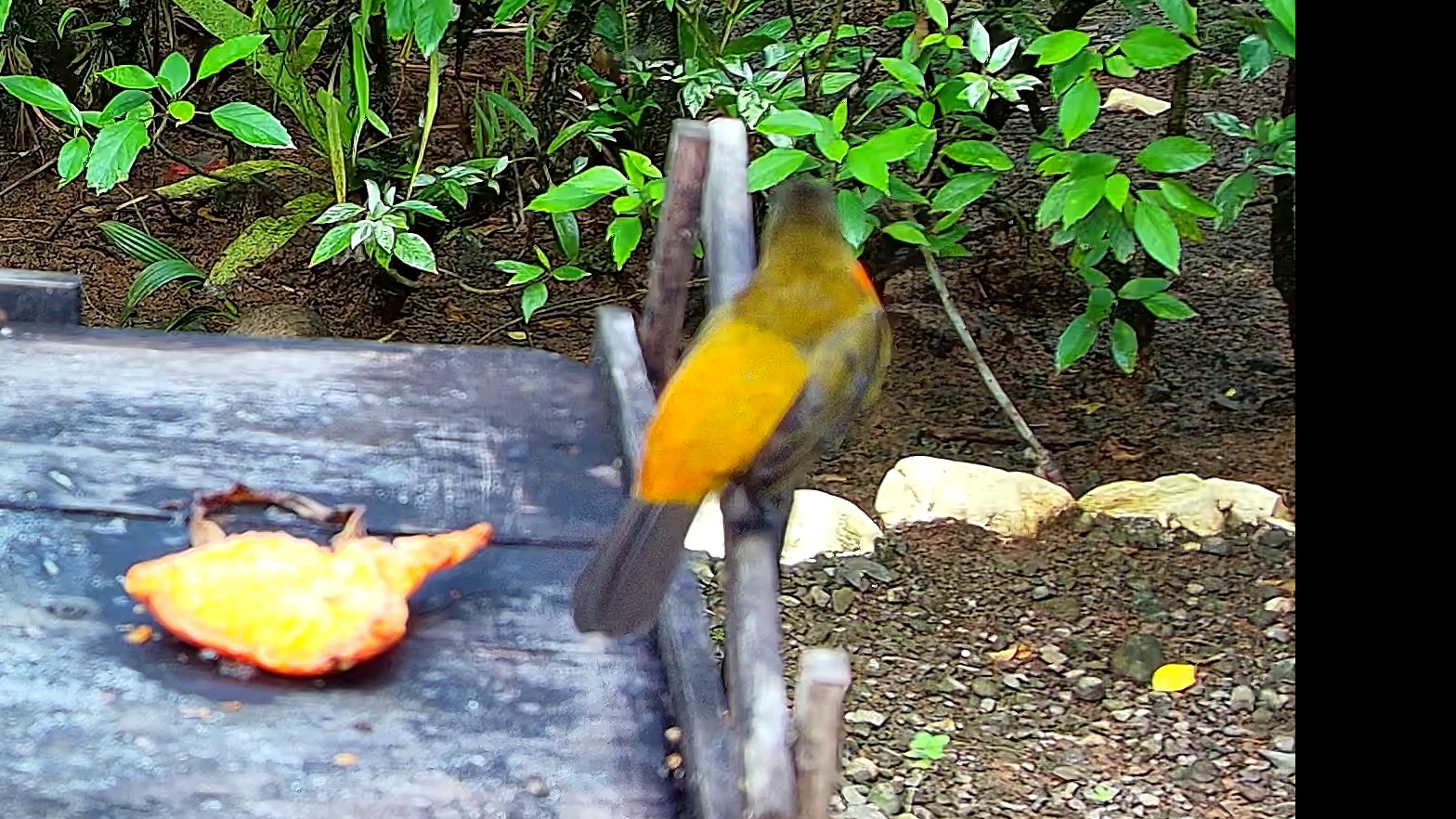 Wildlife recorded at Krmítko
