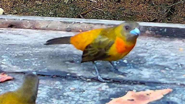 Wildlife recorded at Krmítko