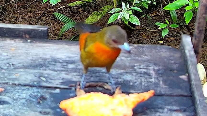 Wildlife recorded at Krmítko